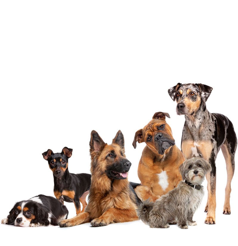 Any Dog, Any Size Any Dog, Any Size