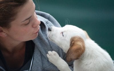 How to Pick Out the Right Dog