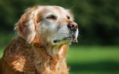 Is it true that an old dog cannot learn new tricks?