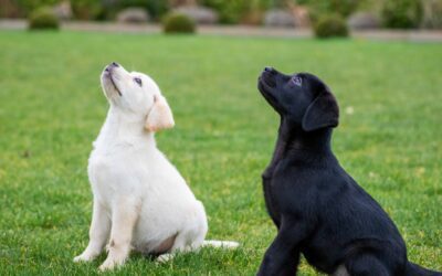 What Are Some Tips for Socializing My Puppy?