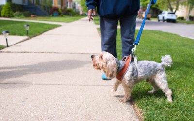 How Do I Stop My Dog From Barking Excessively?